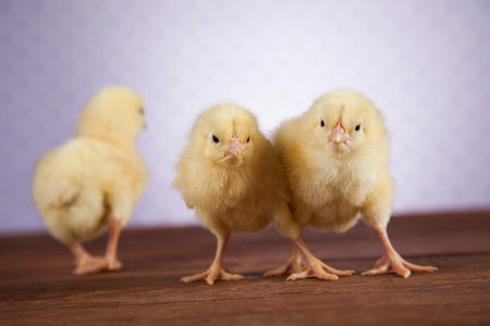 Easter young chickの写真素材