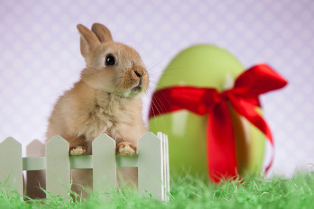 Little Easter bunny