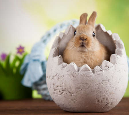 Little Easter bunnyの写真素材