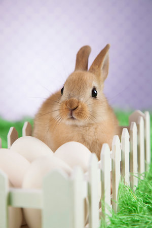 Little Easter bunny