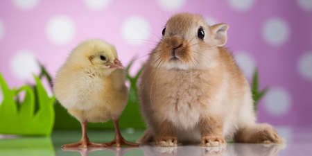 Happy Easter, Chick in bunnyの写真素材
