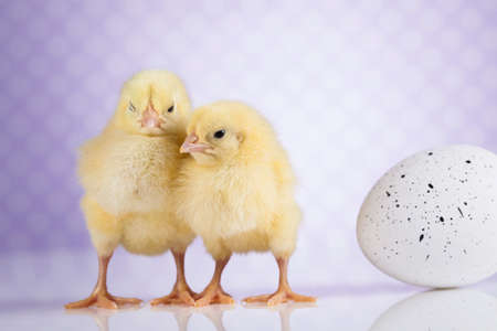 Cute little chickの写真素材