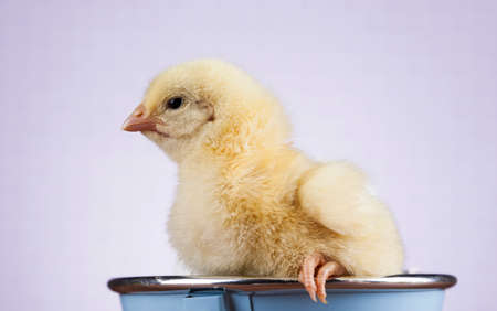 Easter animalの写真素材