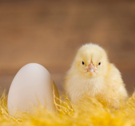 Easter animal