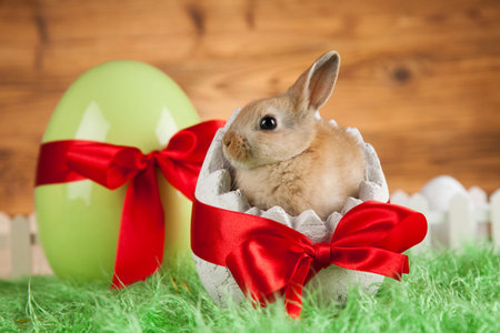 Animal easter, Baby bunny, egg