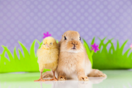 Happy Easter, Chick in bunny