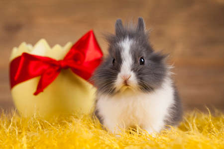 Little Easter bunnyの写真素材