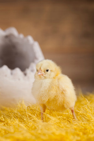 Easter animal