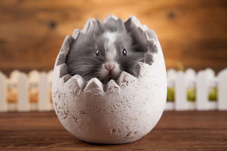 Animal easter, Baby bunny, eggの写真素材