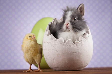 Easter chicken, Bunny