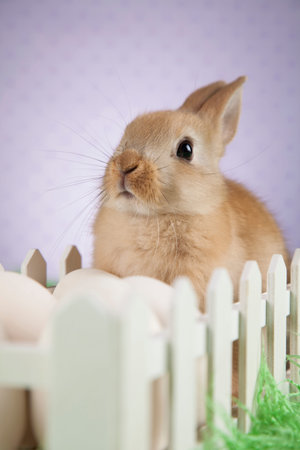 Little Easter bunny