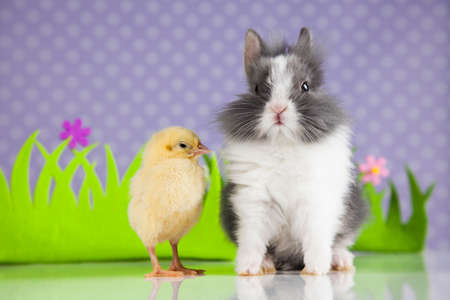 Happy Easter, Chick in bunnyの写真素材