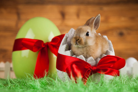 Little Easter bunny