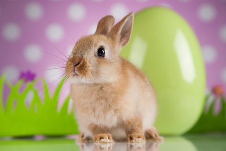 Little Easter bunnyの写真素材