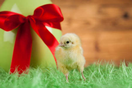 Easter animalの写真素材