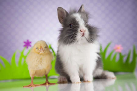 Happy Easter, Chick in bunnyの写真素材