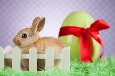 Little Easter bunnyの写真素材