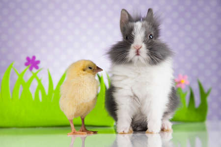 Happy Easter, Chick in bunnyの写真素材