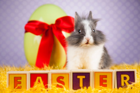 Little Easter bunny