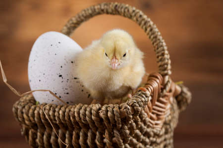 Easter animalの写真素材