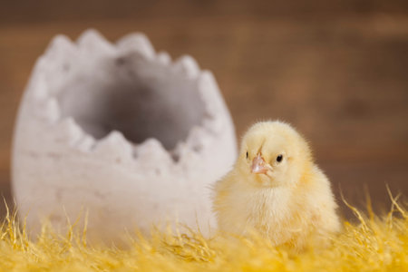Easter animal