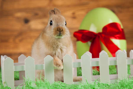 Rabbits with Easter on wooden backgroundの写真素材