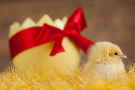 Easter animalの写真素材