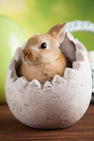 Rabbit and easter eggs