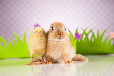 Happy Easter, Chick in bunny