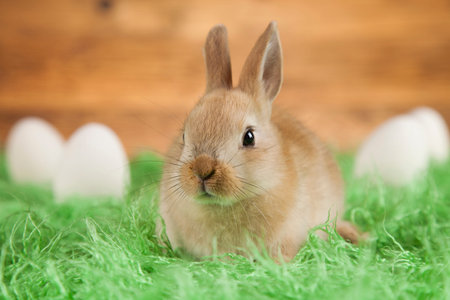 Baby bunny and egg on wooden backgroundの写真素材