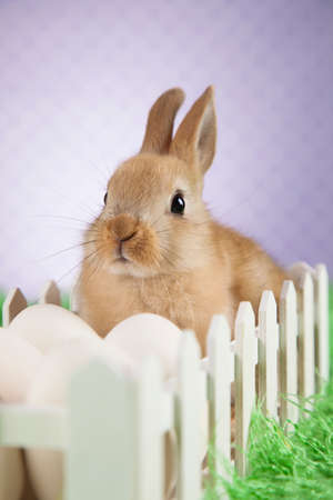 Rabbit and easter eggsの写真素材