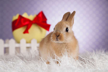 Rabbit and easter eggsの写真素材