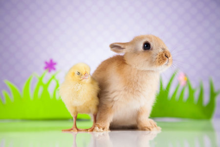 Happy Easter, Chick in bunnyの写真素材