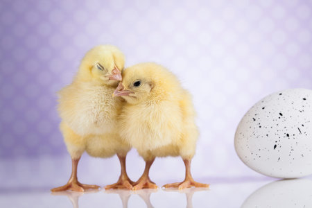 Cute little chick