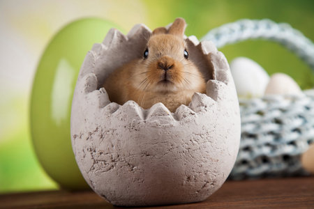 Little Easter bunny