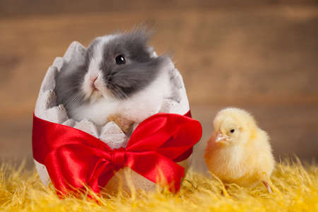 Easter chicken, Bunnyの写真素材