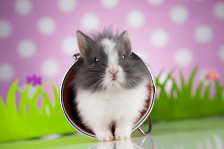 Little Easter bunny