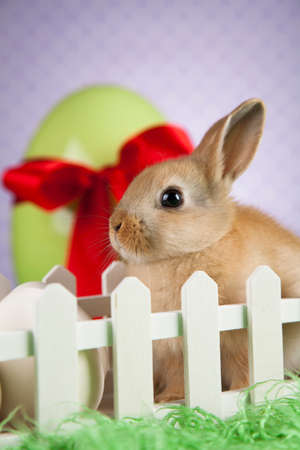 Little Easter bunnyの写真素材