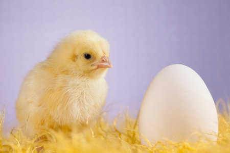 Easter animalの写真素材