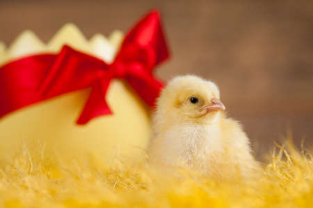 Easter animalの写真素材