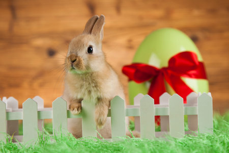 Little Easter bunny