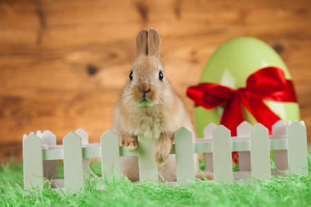 Baby bunny and egg on wooden backgroundの写真素材