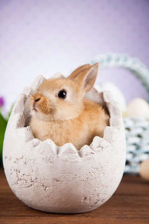 Little Easter bunnyの写真素材