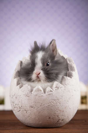 Little Easter bunnyの写真素材