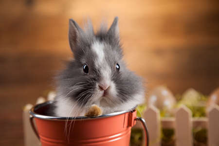 Little Easter bunnyの写真素材