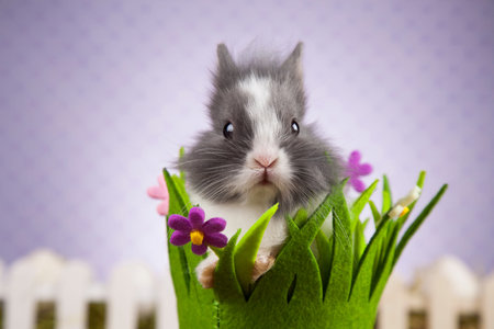 Little Easter bunny