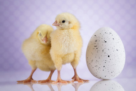 Easter young chick