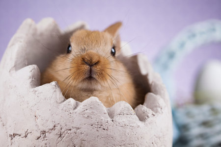 Rabbit and easter eggs