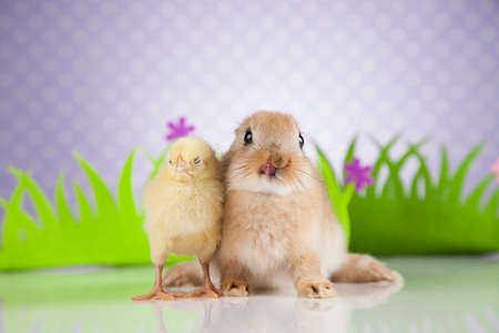 Easter chicken, Bunnyの写真素材