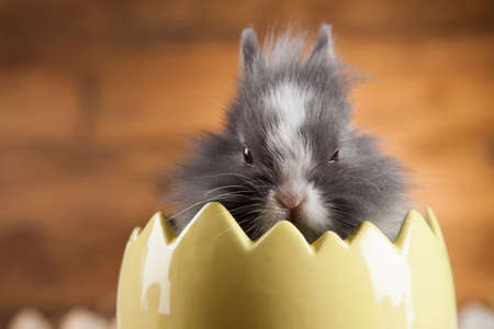 Baby bunny and egg on wooden backgroundの写真素材